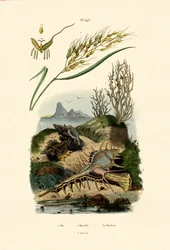 Arroz, 1833-39