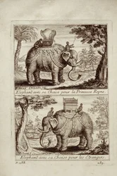 Elefantes reales, de Voyage du Siam des Peres Jesuites por Guy Tachard, 1688