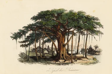 Higuera sagrada, Ficus religiosa, también conocida como árbol bodhi, árbol baniano, árbol pippala, árbol peepul, árbol peepal o árbol ashwattha
