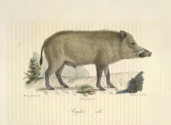 Jabalí, macho, de Historia natural de los mamíferos (litografia en color)