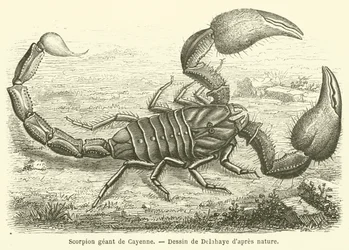 Escorpión gigante de Cayena