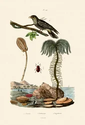 Lirio de Mar
