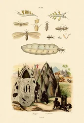 Babosa de mar