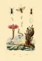 Serpúlidos