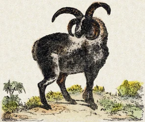 Oveja. Grabado en "Alphabet des animaux sauvages". 9ª Serie. Imaginería de Epinal, Pellerin, impresor-editor, circa 1870. Grabados en madera, estarcidos. 16 páginas. Dim: 20 x 15 cm. Colección privada