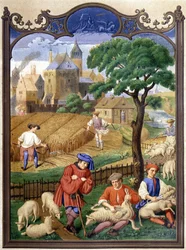 Corte y cosecha de ovejas - miniatura, Edad Media.
