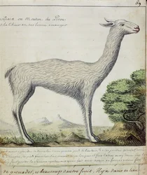 Ovejas de Perú (Llama o Alpaca)