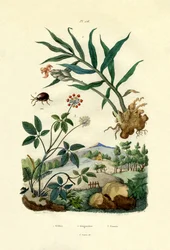 Escarabajo araña brillante, 1833-39