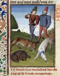 Perros de caza enfermos - en "Libro de Caza de Gaston Phoebus, Conde de Foix, Señor de Béarn"