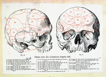 Cráneo con indicaciones frenológicas después de Franz Josef Gall