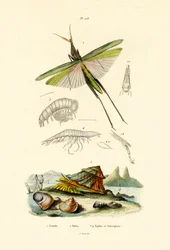 Saltamontes de cara inclinada, 1833-39