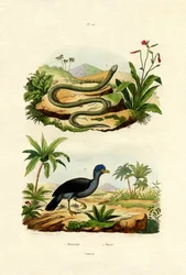 Serpiente, 1833-39