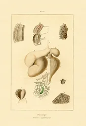 Estómago, 1833-39