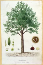 Árbol de castaño dulce