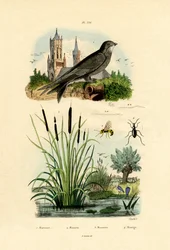 Vencejo