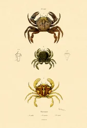 Cangrejos nadadores