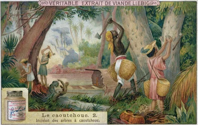 Extracción de caucho, tarjeta publicitaria promocional para Veritable Extrait de Viande Liebig, finales del siglo XIX