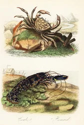 Cangrejo gigante de Tasmania, Pseudocarcinus gigas, y bogavante europeo, Homarus gammarus