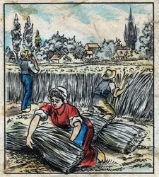 Textil, lino: agricultura. Recolección de lino que se ensambla en un fardo para secarse. Grabado. Imagen de Épinal de finales del siglo XIX.