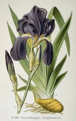 La flor del iris alemán