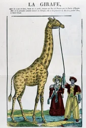 La jirafa - Imagen de Epinal