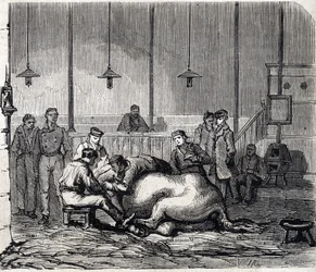 La Escuela Nacional de Veterinaria de Alfort - Las grandes escuelas de Francia - Escuela de Veterinaria de Maisons-Alfort en 1866 - la sala de disección - grabado en «Le Monde Illustré» de 1866