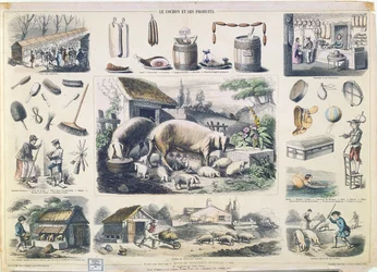 El cerdo y sus productos