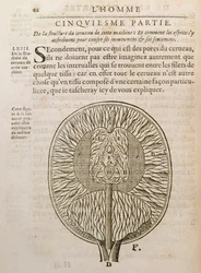 La estructura del cerebro, de De Homine Figuris por René Descartes (1596-1650) publicado en La Haya, 1662