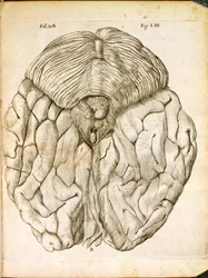 La Estructura del Cerebro, de De Homine Figuris por René Descartes publicado en La Haya, 1662
