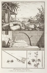 El cultivo del algodón, de la Enciclopedia por Denis Diderot (1713-84), grabado por A. Provost (fl.1834-55), c.1760