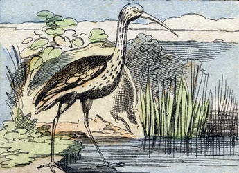 El zarapito. Grabado en "Buffon Alphabet des Oiseaux n 2". 3ª Serie N 2. Imágenes de Epinal, Epinal, finales del siglo XIX. 16 páginas.