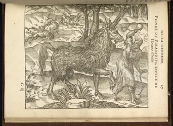 La caza de un unicornio de dos cuernos (un pirassoipi.) de 
