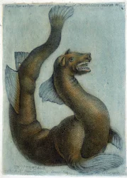 El camello marino. Ilustración de M. Toussaint (1756) en "Observaciones periódicas sobre la física, la historia natural y las artes".