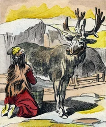 El reno siendo ordeñado. Grabado en "Buffon Alphabet des Animaux". 3ª Serie N 1. Imágenes de Epinal, Epinal, finales del siglo XIX. 16 páginas.