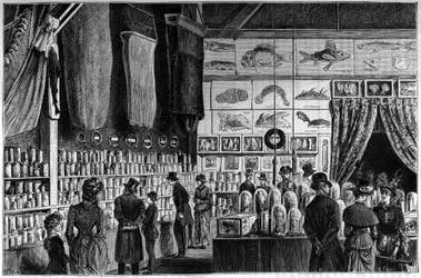 La exposición zoológica en el Museo de Historia Natural de París, colecciones reunidas durante las expediciones científicas de los barcos Worker y Talisman