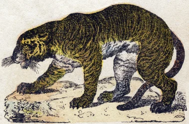 Tigre. Grabado en "Alphabet des animaux sauvages". 9ª Serie. Imaginería de Epinal, Pellerin, impresor-editor, circa 1870. Grabados en madera, estarcidos. 16 páginas. Dim: 20 x 15 cm. Colección privada