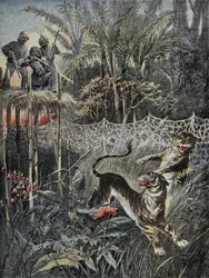 Caza de tigres en las selvas de la India: los defensores están detrás de la red y los cazadores están a salvo en el mirador. Grabado en “Le Pelerin”, el 05/02/1899. Selva Coll.