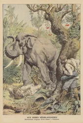 Final trágico de una cacería de elefantes en las Indias Orientales Holandesas (litografia en color)