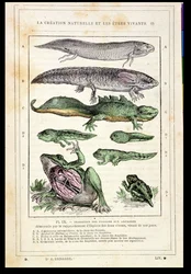 Transición de peces a anfibios, de un libro del Dr. Rengade, c.1880