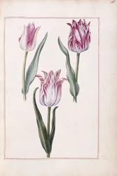 Tulipanes, siglo XVIII