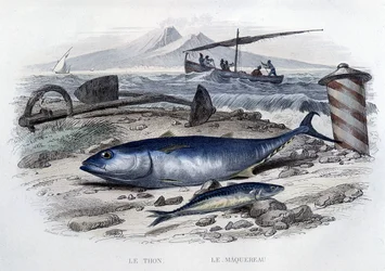 Atún y caballa - en "Historia natural" por Lacépède, T.II, ed. Furne et Cie, París