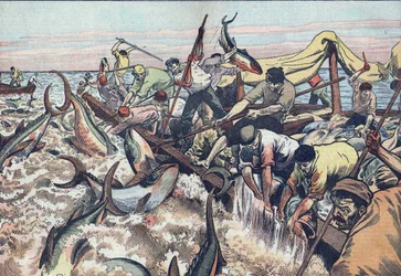 Pesca del atún en Túnez:1925