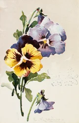 Postal francesa vintage con adornos florales