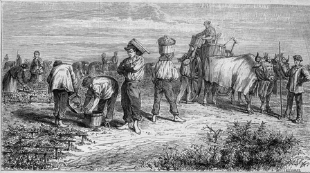 Viticultura en Medoc: recolección de uvas durante la cosecha. Grabado en “Le Monde Illustré” n°561 del 11 de enero de 1868.