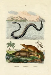 Rata de agua, 1833-39