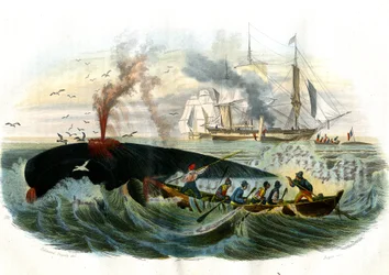La pesca de la ballena - Lámina extraída de la Historia Natural de Bernard Germain de Lacepede (1856-1925), edición P.Furme, París