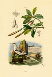 Rabijunco menor, 1833-39