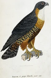 Halcón de garganta blanca, hembra adulta