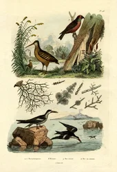 Chocha perdiz, 1833-39