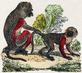 Yarques. Grabado en “Alfabeto de animales salvajes”. 9ª Serie. Imágenes de Epinal, Pellerin, impresor-editor, circa 1870. Colección privada.